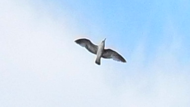 Gull Climbing